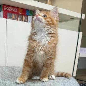 Turmeric -  Domestic Medium Hair Cat for Adoption in Sunnyvale, California - Turmeric | PetCurious