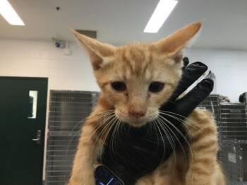 ORLANDO -  Domestic Short Hair Cat for Adoption in Thousand Palms, California - ORLANDO | PetCurious