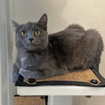 Goodall -  Domestic Short Hair Cat for Adoption in Hailey, Idaho - Goodall | PetCurious