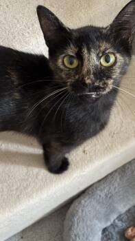 Deandra -  Domestic Short Hair Cat for Adoption in Raleigh, North Carolina - Deandra | PetCurious