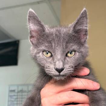 Catafornia Roll -  Domestic Short Hair Cat for Adoption in Goleta, California - Catafornia Roll | PetCurious