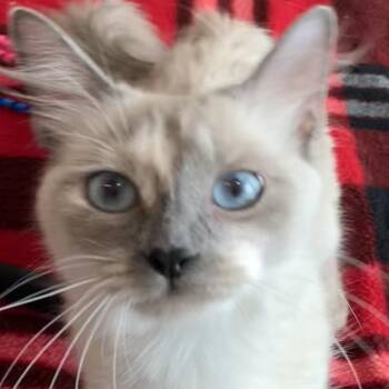 Coco Bella -  Domestic Medium Hair and Siamese Cat for Adoption in Liverpool, Texas - Coco Bella | PetCurious