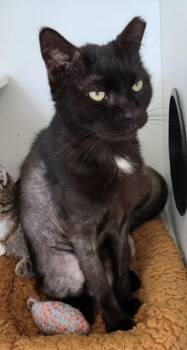 Domestic Short Hair Cats Available for Adoption - Buddy Yo | PetCurious