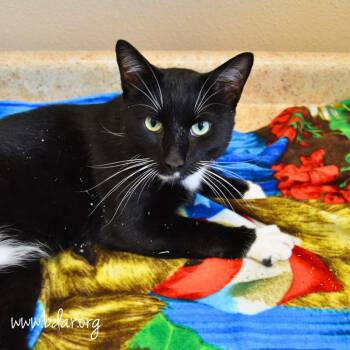 Ash -  Domestic Short Hair Cat for Adoption in Cheyenne, Wyoming - Ash | PetCurious