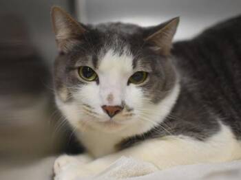 Domestic Short Hair Cats Available for Adoption - Tommy | PetCurious