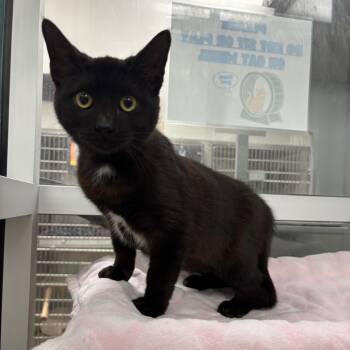 Rescue Domestic Short Hair Cats for Adoption in Corpus Christi, Texas - Zorro | PetCurious