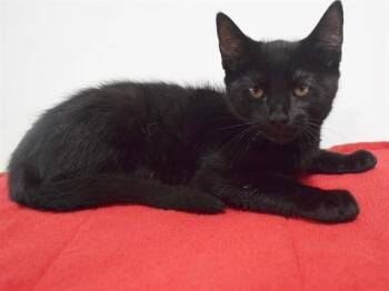 WOODY -  Domestic Short Hair Cat for Adoption in Sacramento, California - WOODY | PetCurious