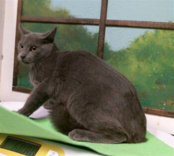 A2093959 -  Domestic Short Hair Cat for Adoption in Houston, Texas - A2093959 | PetCurious