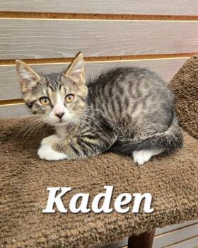 Kaden -  Domestic Short Hair Cat for Adoption in Sidney, Ohio - Kaden | PetCurious