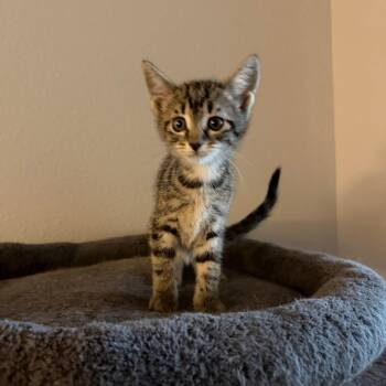 Mashed Potatoes -  Domestic Short Hair Cat for Adoption in NEW PT RICHEY, Florida - Mashed Potatoes | PetCurious