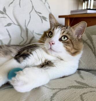 Leo -  Domestic Long Hair and Siberian Cat for Adoption in San Anselmo, California - Leo | PetCurious