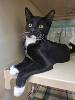 Rescue Domestic Short Hair Cats for Adoption in Rochester, New Hampshire - George | PetCurious