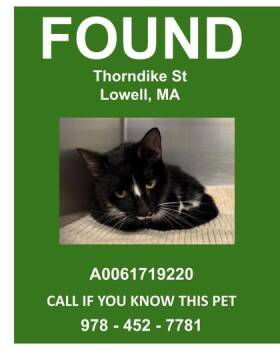 Emerald -  Domestic Short Hair Cat for Adoption in Lowell, Massachusetts - Emerald | PetCurious