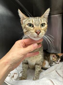 Rescue Domestic Short Hair Cats for Adoption in Santa Cruz, California - OATMEAL* | PetCurious