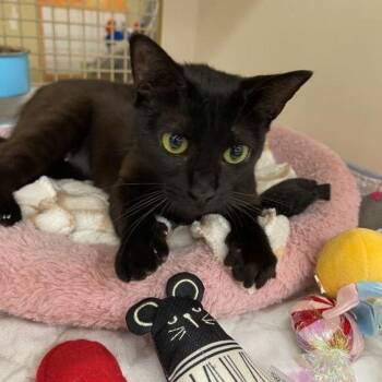 Duchess -  American Shorthair and Domestic Short Hair Cat for Adoption in Richardson, Texas - Duchess | PetCurious