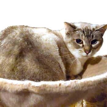 Rescue Siamese Cats for Adoption in Oakwood, Georgia - BARN CATS - FREE TO A GOOD BARN | PetCurious