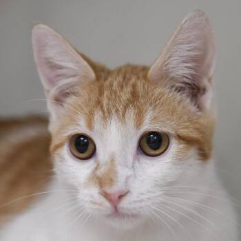 Carl -  Domestic Short Hair Cat for Adoption in Redwood City, California - Carl | PetCurious