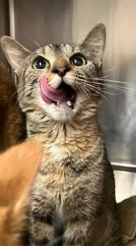 Rescue Domestic Short Hair Cats for Adoption in Lima, Ohio - Topez | PetCurious