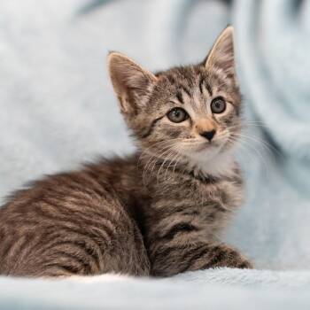 Rescue Domestic Short Hair Cats for Adoption in Davis, California - Timbre | PetCurious