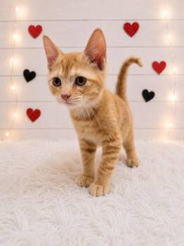 Earth -  Domestic Short Hair Cat for Adoption in Corpus Christi, Texas - Earth | PetCurious