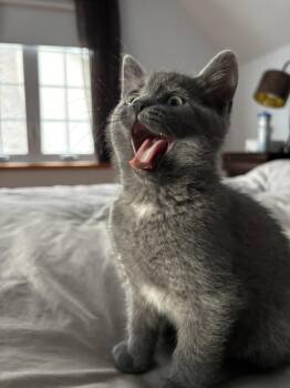 Rescue Domestic Short Hair Cats for Adoption in Sainte-angèle-de-monnoir, Quebec - Soprano FA/FF ID 10550 | PetCurious