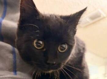 Domestic Short Hair Cats Available for Adoption - Everly | PetCurious