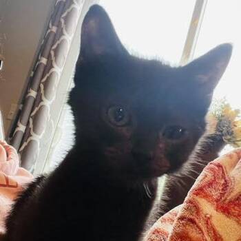 Batman (bonded with Robin) -  Domestic Short Hair Cat for Adoption in Madison, Wisconsin - Batman (bonded With Robin) | PetCurious