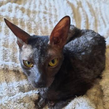 Cornish Rex Cats Available for Adoption in Phoenix, Arizona - Stella Bella Bonded To Cassie | PetCurious