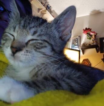Mayo -  Tabby Cat for Adoption in San Antonio, Texas - Mayo | PetCurious
