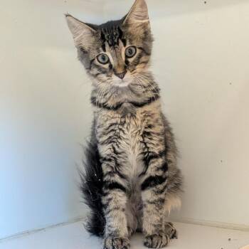 Charlie -  Domestic Medium Hair Cat for Adoption in Prairie Du Chien, Wisconsin - Charlie | PetCurious