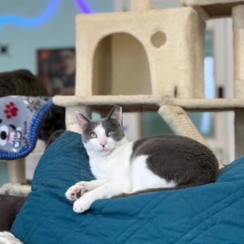 Rescue Domestic Short Hair Cats for Adoption in Pittsburgh, Pennsylvania - Zen | PetCurious