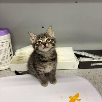 Domestic Short Hair Cats Available for Adoption in Spokane, Washington - Chica | PetCurious