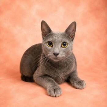 WALLY -  Domestic Short Hair Cat for Adoption in Jacksonville, Florida - WALLY | PetCurious