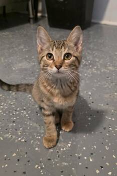 Clover (Pickles 3) -  Domestic Short Hair Cat for Adoption in Miami, Oklahoma - Clover (Pickles 3) | PetCurious