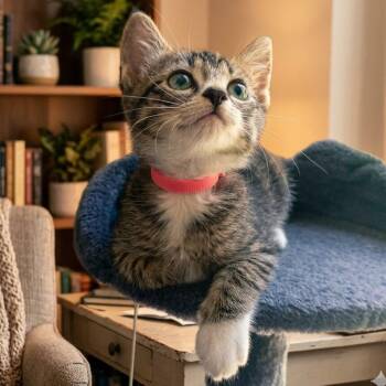 Miracle -  Domestic Short Hair Cat for Adoption in Cumming, Georgia - Miracle | PetCurious