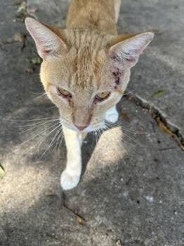 Lucky -  Domestic Short Hair Cat for Adoption in West Memphis, Arkansas - Lucky | PetCurious