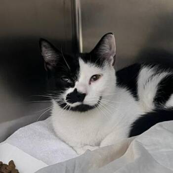 Carly -  Domestic Short Hair Cat for Adoption in Richmond, Virginia - Carly | PetCurious