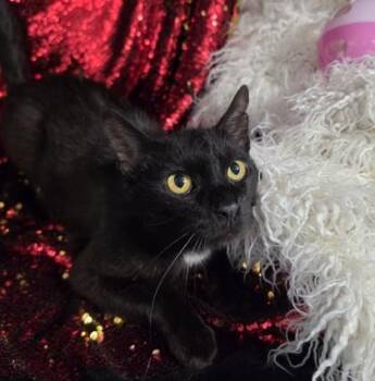 Dana -  Domestic Short Hair Cat for Adoption in Conway, South Carolina - Dana | PetCurious