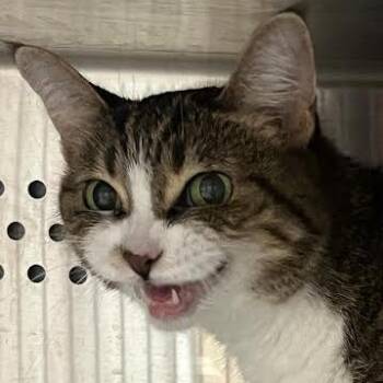 Rebecca Yarros -  Domestic Short Hair Cat for Adoption in Dearborn, Michigan - Rebecca Yarros | PetCurious