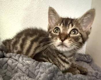 MICAH HANDLOGTEN -  Domestic Short Hair Cat for Adoption in Fernandina Beach, Florida - MICAH HANDLOGTEN | PetCurious