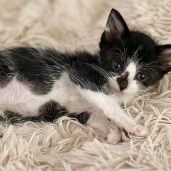 Ernie -  Domestic Short Hair Cat for Adoption in South Elgin, Illinois - Ernie | PetCurious
