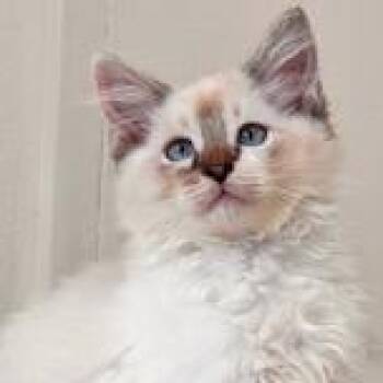 Ragdoll Cats Available for Adoption in Mansfield, Ohio - Cabernet | PetCurious