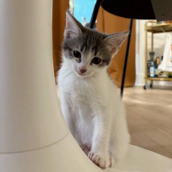 Snowy (bonded w/ Misty) -  Domestic Short Hair Cat for Adoption in Oakland, California - Snowy (bonded W/ Misty) | PetCurious