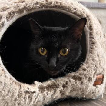 Domestic Short Hair Cats Available for Adoption - Winnie | PetCurious