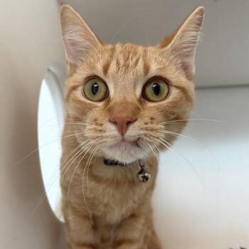 Octavia -  Domestic Short Hair Cat for Adoption in Bentonville, Arkansas - Octavia | PetCurious
