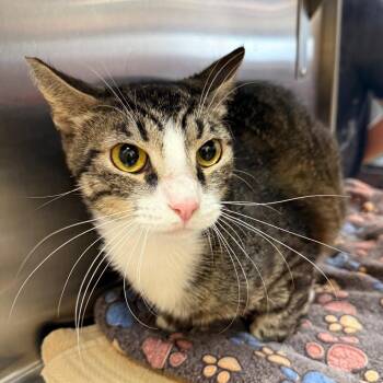 Eddie -  Domestic Short Hair Cat for Adoption in Hemet, California - Eddie | PetCurious