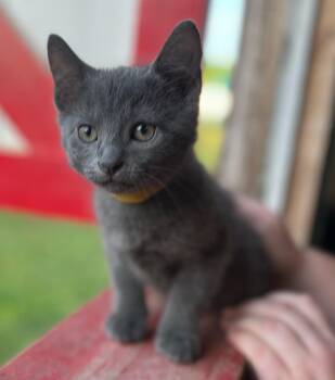 Domestic Medium Hair Cats Available for Adoption in Calera, Alabama - Sutton | PetCurious