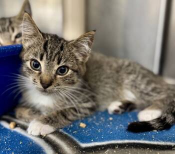 Rescue Domestic Short Hair Cats for Adoption in Danielsville, Georgia - Lucy | PetCurious