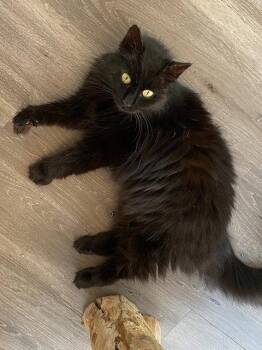 Domestic Medium Hair Cats Available for Adoption in Reston, Virginia - Calista | PetCurious