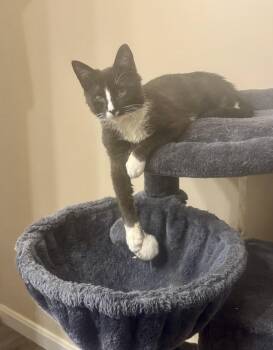 Domestic Short Hair Cats Available for Adoption - MoTo | PetCurious